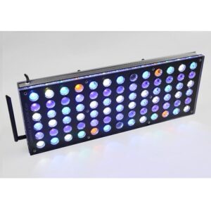 Atlantik iCon Reef ORPHEK